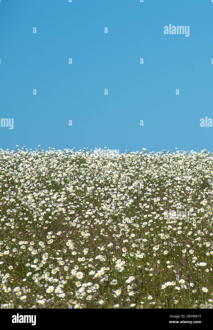 Weiße Kamillenblüten auf blauem Himmelshintergrund Stockfoto