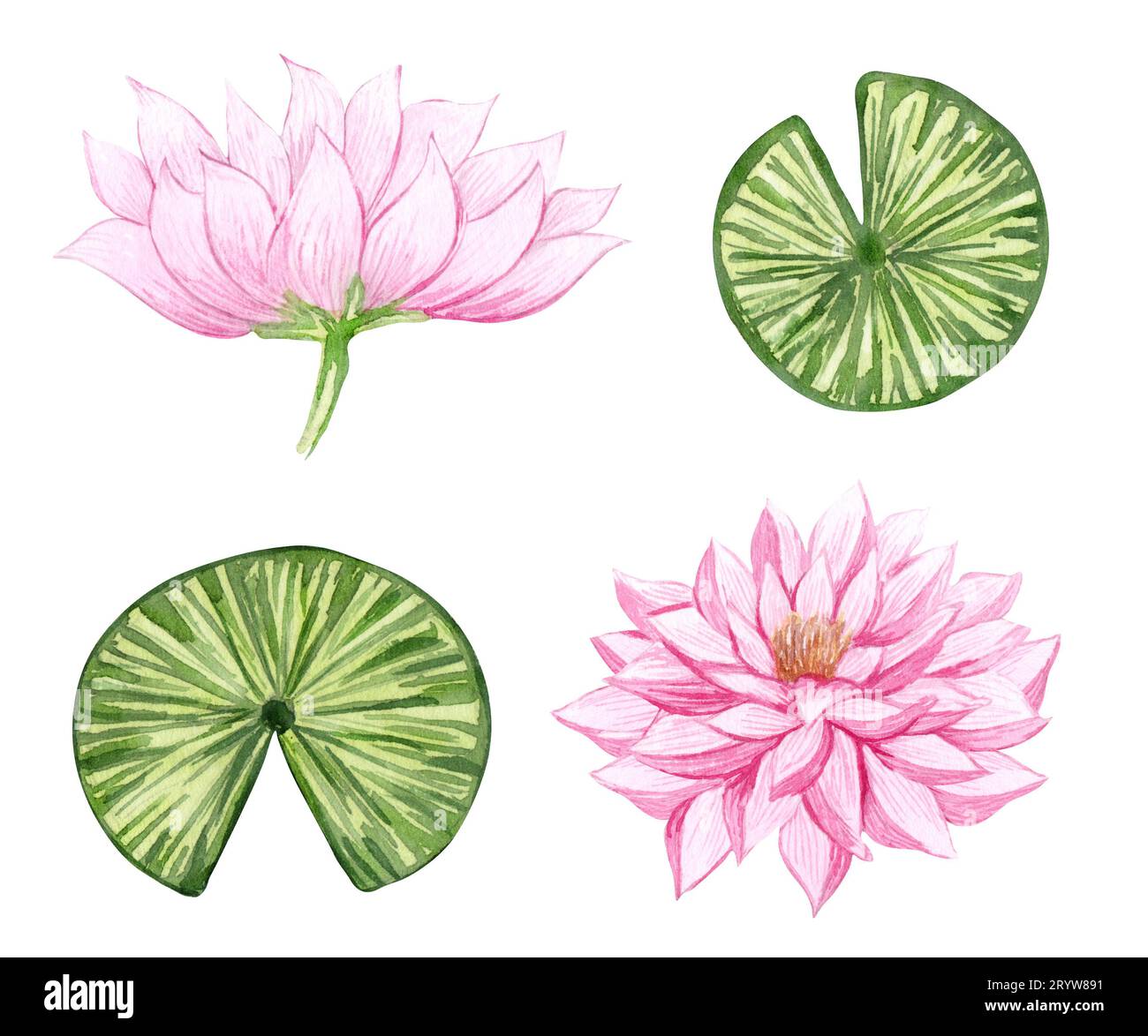 Wasserlilie Set mit Aquarell. Illustration mit rosa Lilien. Handgezeichnete Seeblüten. Stockfoto