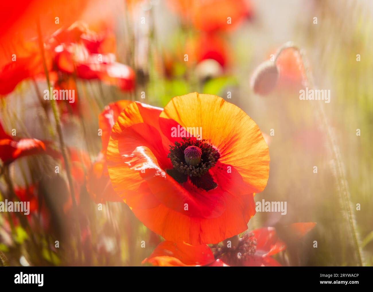 Wilder roter Mohn bei Sommersonne in Vancouver, Kanada. Einzelner Mohn im Nahfokus im Vordergrund, mit verschwommenen Blüten im Hintergrund. Stockfoto