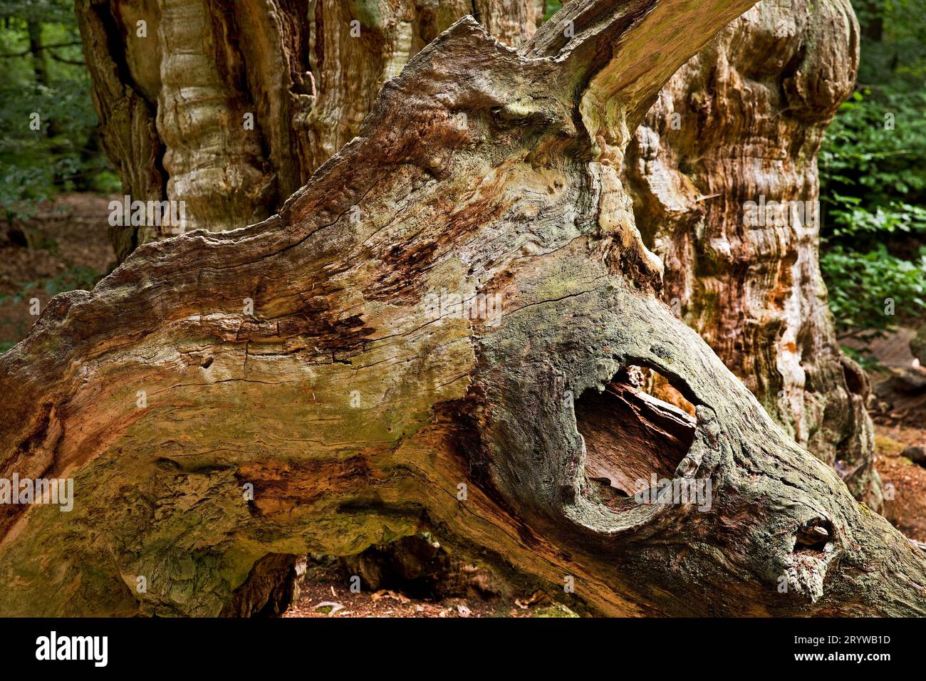 Urwald Sababurg, Naturpark Reinhardswald, Hessen, Deutschland, Europa Stockfoto