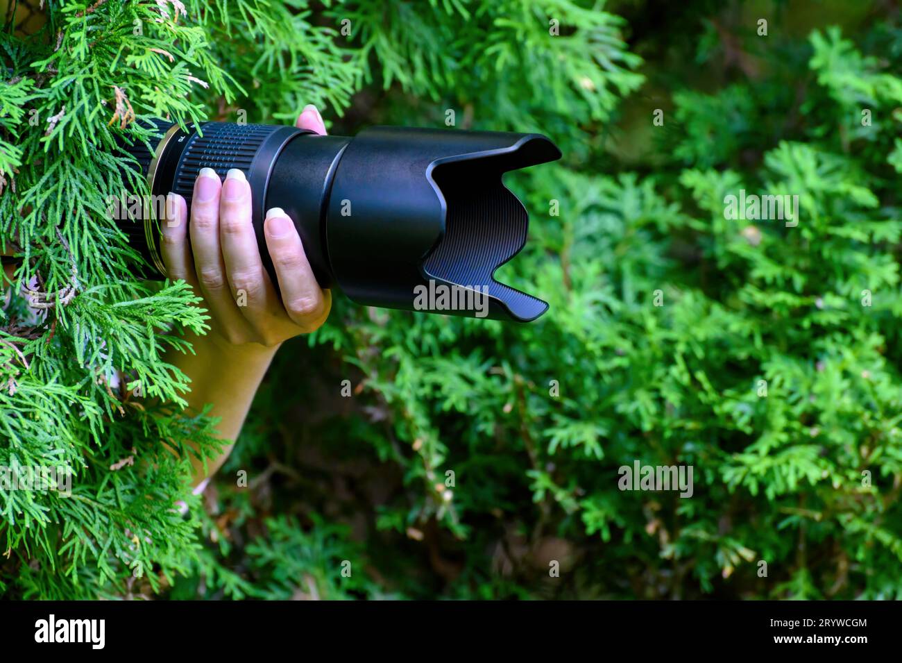 Die Paparazzi verstecken sich in den grünen Büschen mit einer schwarzen Kamera. Stockfoto