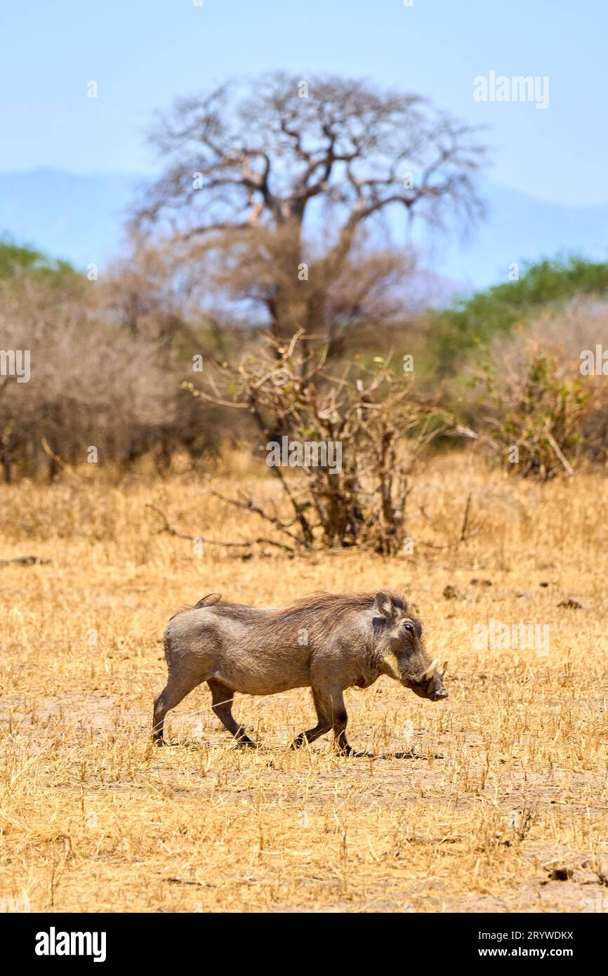 Wilde afrikanische Savanne mit Tieren Stockfoto