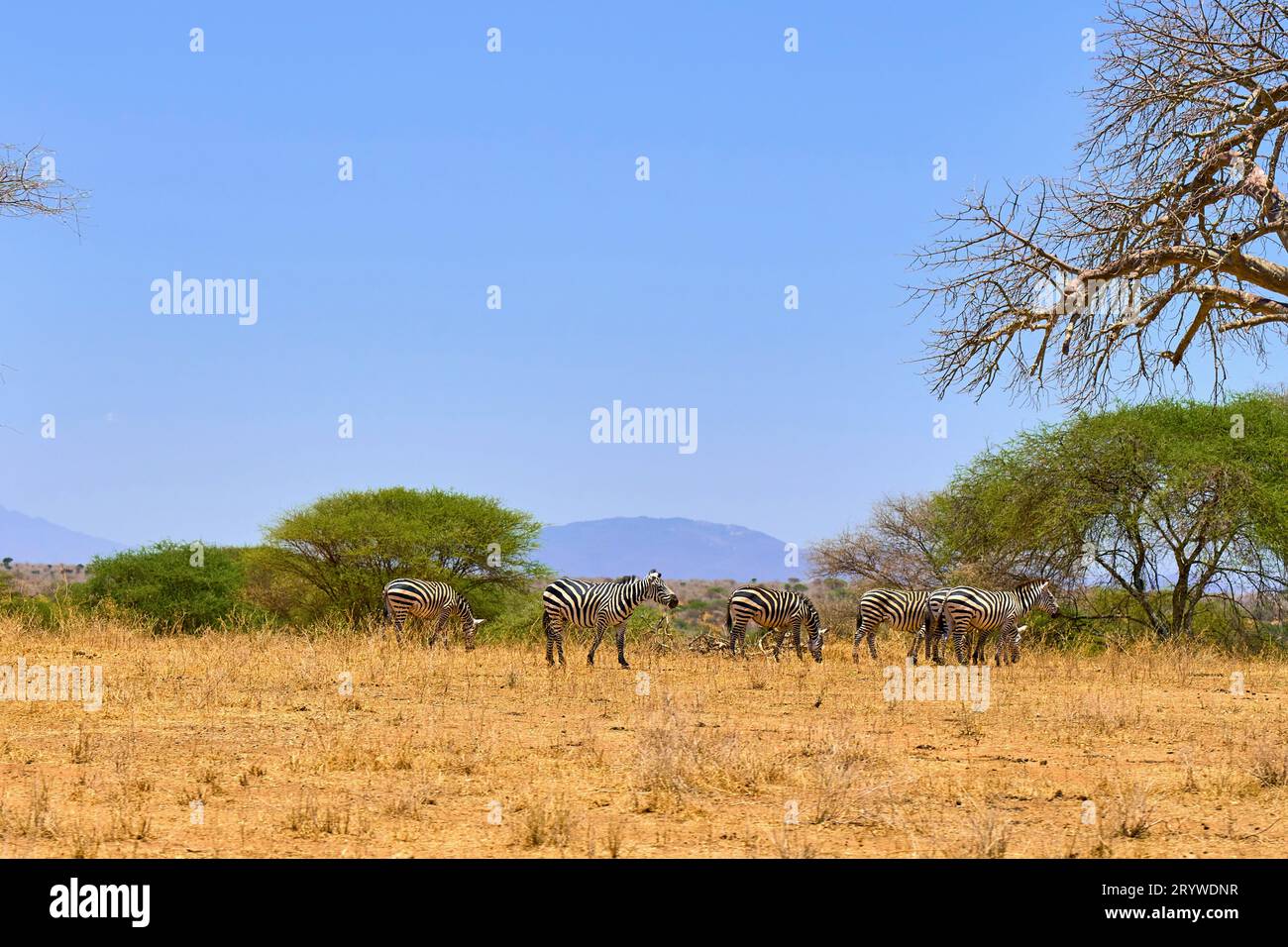 Wilde afrikanische Savanne mit Tieren Stockfoto