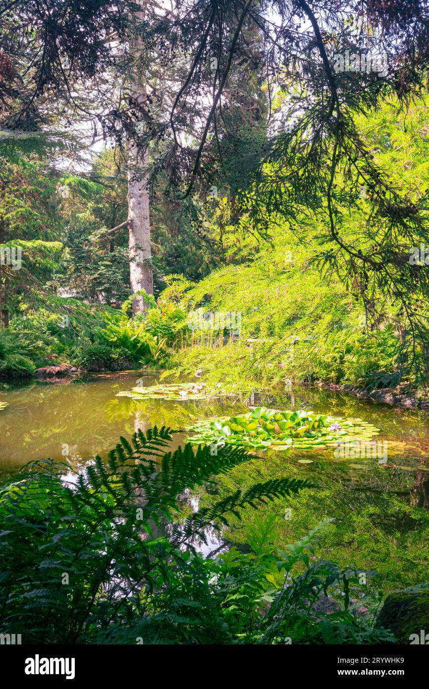 Idyllischer Blick auf einen Teich im botanischen Garten „Pinetum Blijdenstein“ in Hilversum, Niederlande. Stockfoto