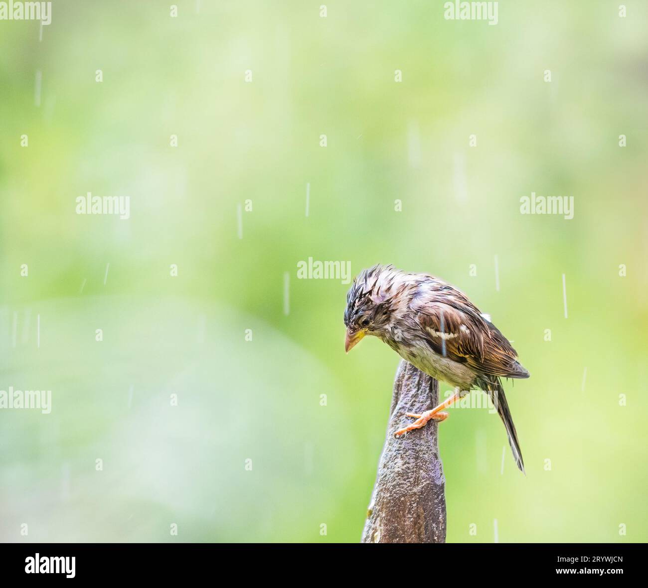 Ein nasser Spatzen, der im Regen auf einem Zaunpfosten sitzt Stockfoto