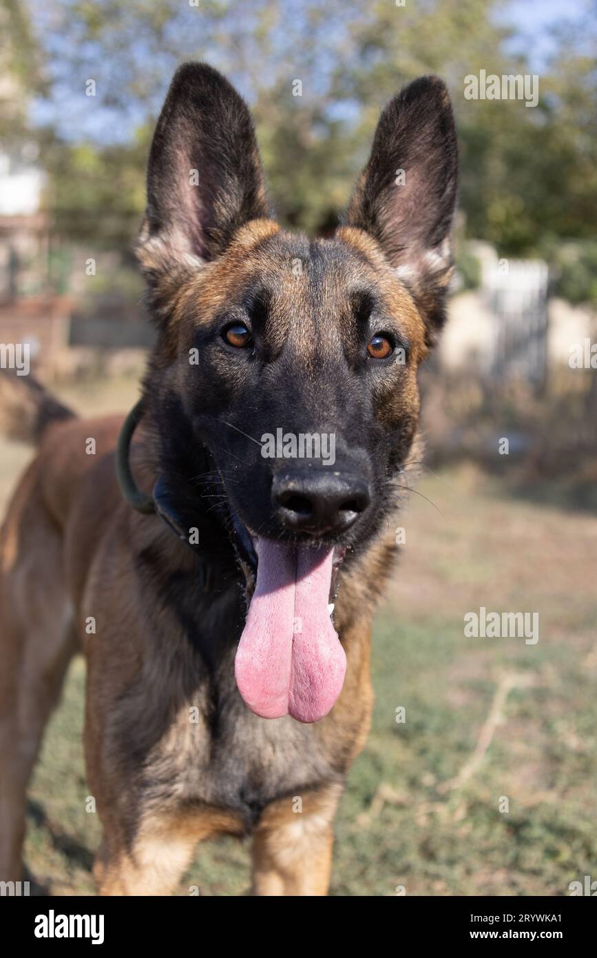 Nahaufnahme eines wunderschönen belgischen Malinois Hundes. Ausdrucksstarkes Gesicht eines klugen glücklichen Hundes auf einem Spaziergang Stockfoto