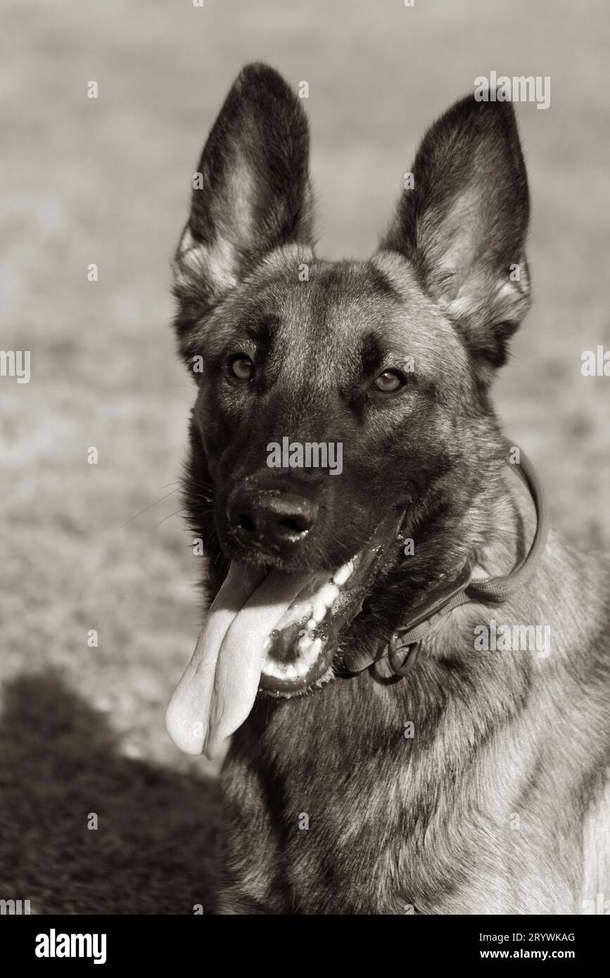 Nahaufnahme eines wunderschönen belgischen Malinois Hundes. Ausdrucksstarkes Gesicht eines klugen glücklichen Hundes auf einem Spaziergang Stockfoto