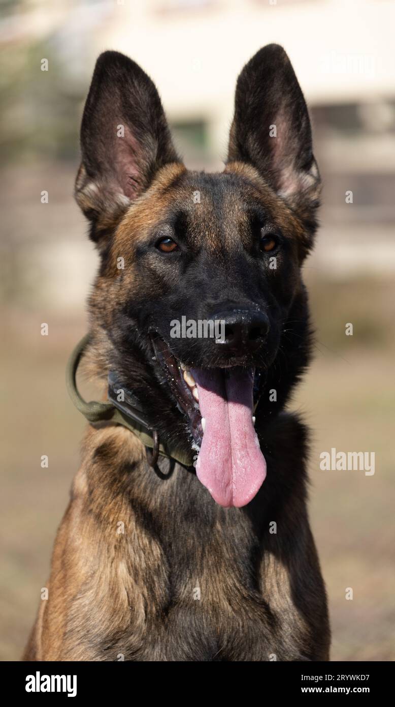 Nahaufnahme eines wunderschönen belgischen Malinois Hundes. Ausdrucksstarkes Gesicht eines klugen glücklichen Hundes auf einem Spaziergang Stockfoto