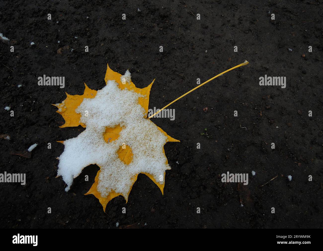 Hellgelbes Herbstblatt mit Schneekappe auf schwarzem Boden detailliertes Stockfoto Stockfoto