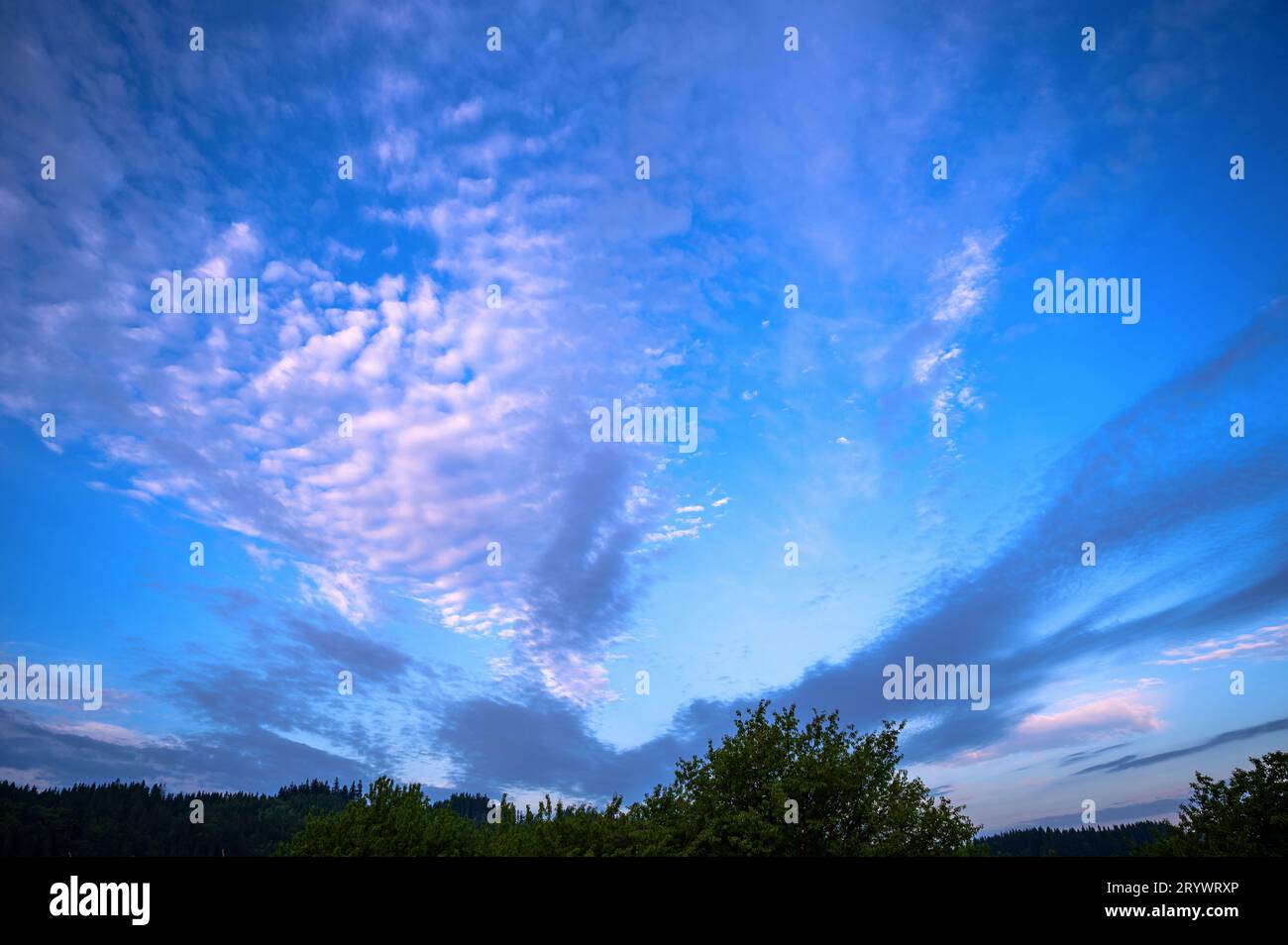 Blauer bewölkter Himmel (Cirrocumulus) am frühen Morgen des Sommertages über dem Wald. Stockfoto