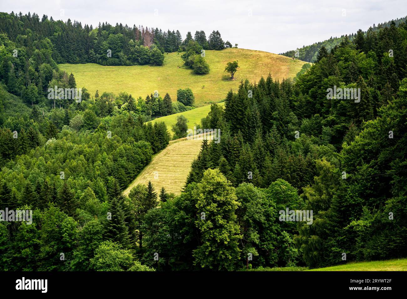 Gemähte Wiesen in schwierigem steilem Gelände, tiefer Wald an Hängen der Javorniky-Berge, Sommer, Tschechien. Stockfoto