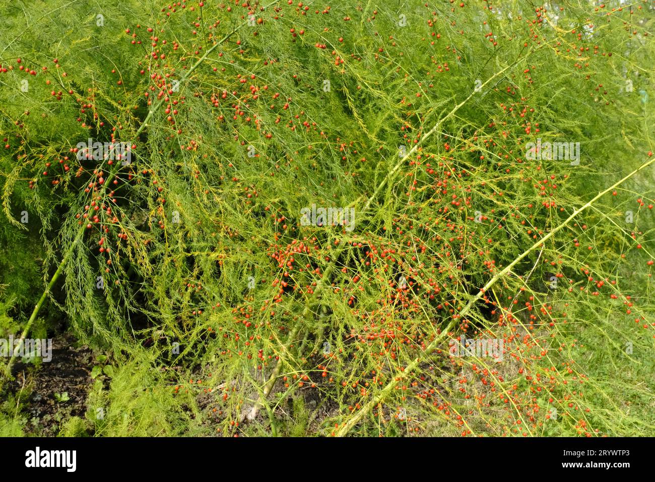 Winzige rote Beeren auf Spargelpflanzen, die zum Saaten gelassen wurden Stockfoto