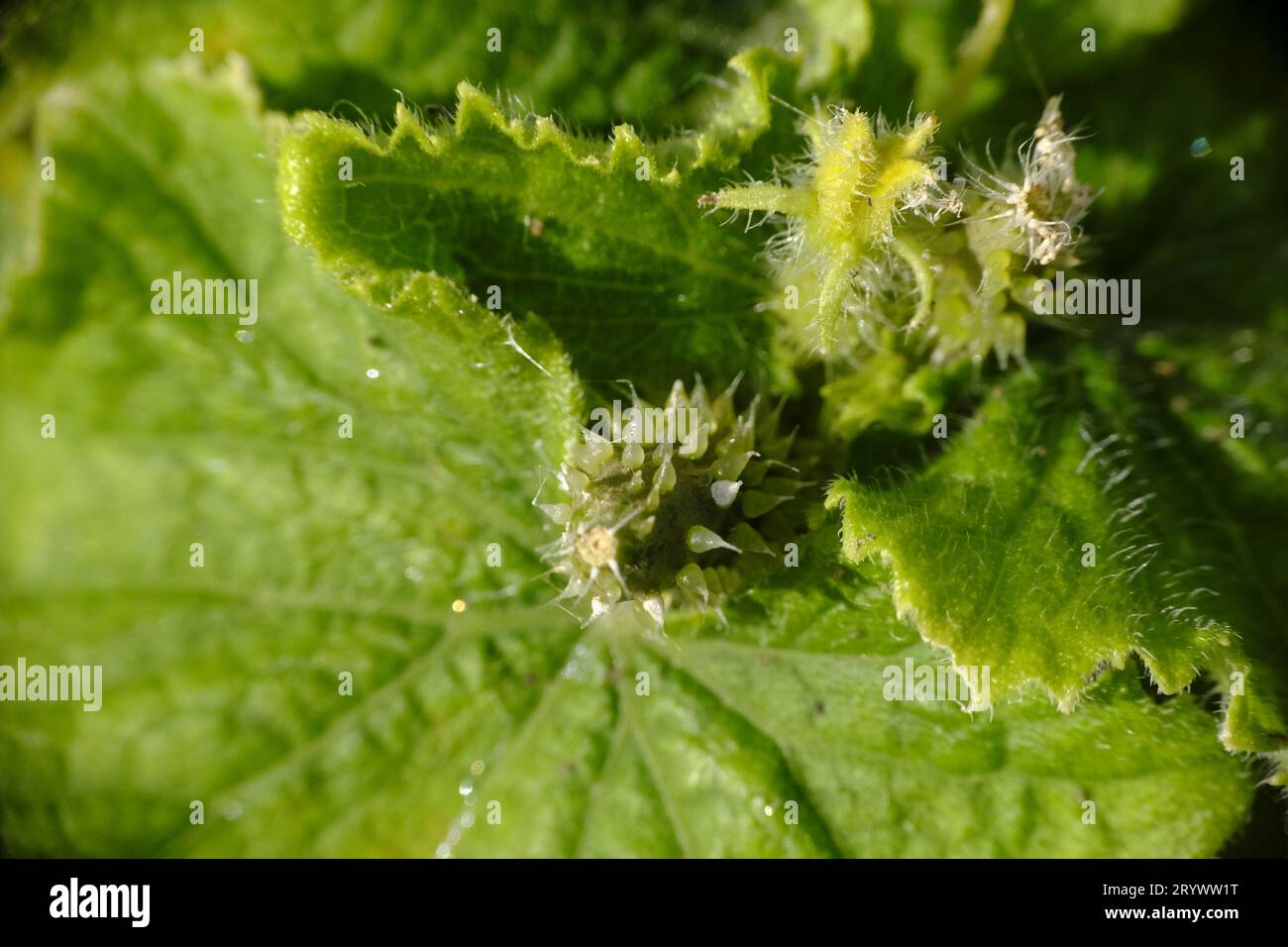 Kleine Gurken entwickeln sich gerade im Spätsommer auf der Pflanze Stockfoto