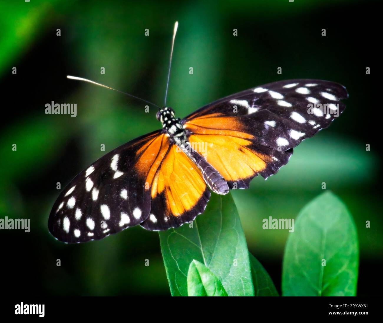 Tiger Longwing Butterfly Calgary Zoo Alberta Stockfoto