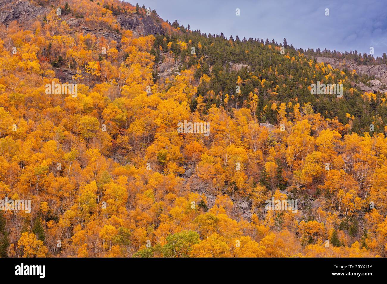 BRANDON GAP, VERMONT, USA - Herbstlaub an den Mount Horrid Klippen, in der Wildnis von Battell, Green Mountains. Stockfoto