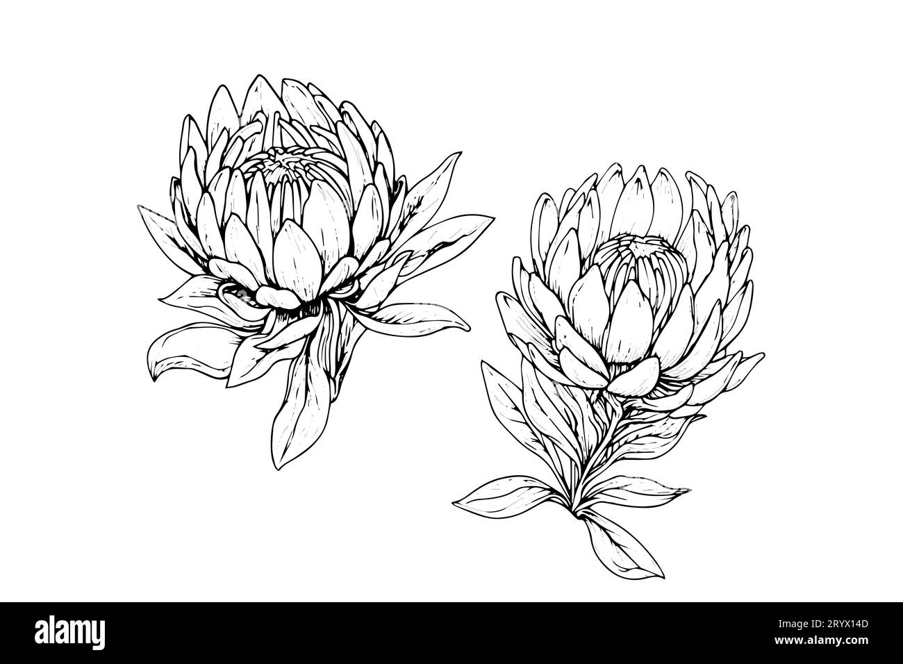 Elegante handgezeichnete Tuscheskizze mit Protea-Blume. Gravurstil Vektorillustration. Stock Vektor