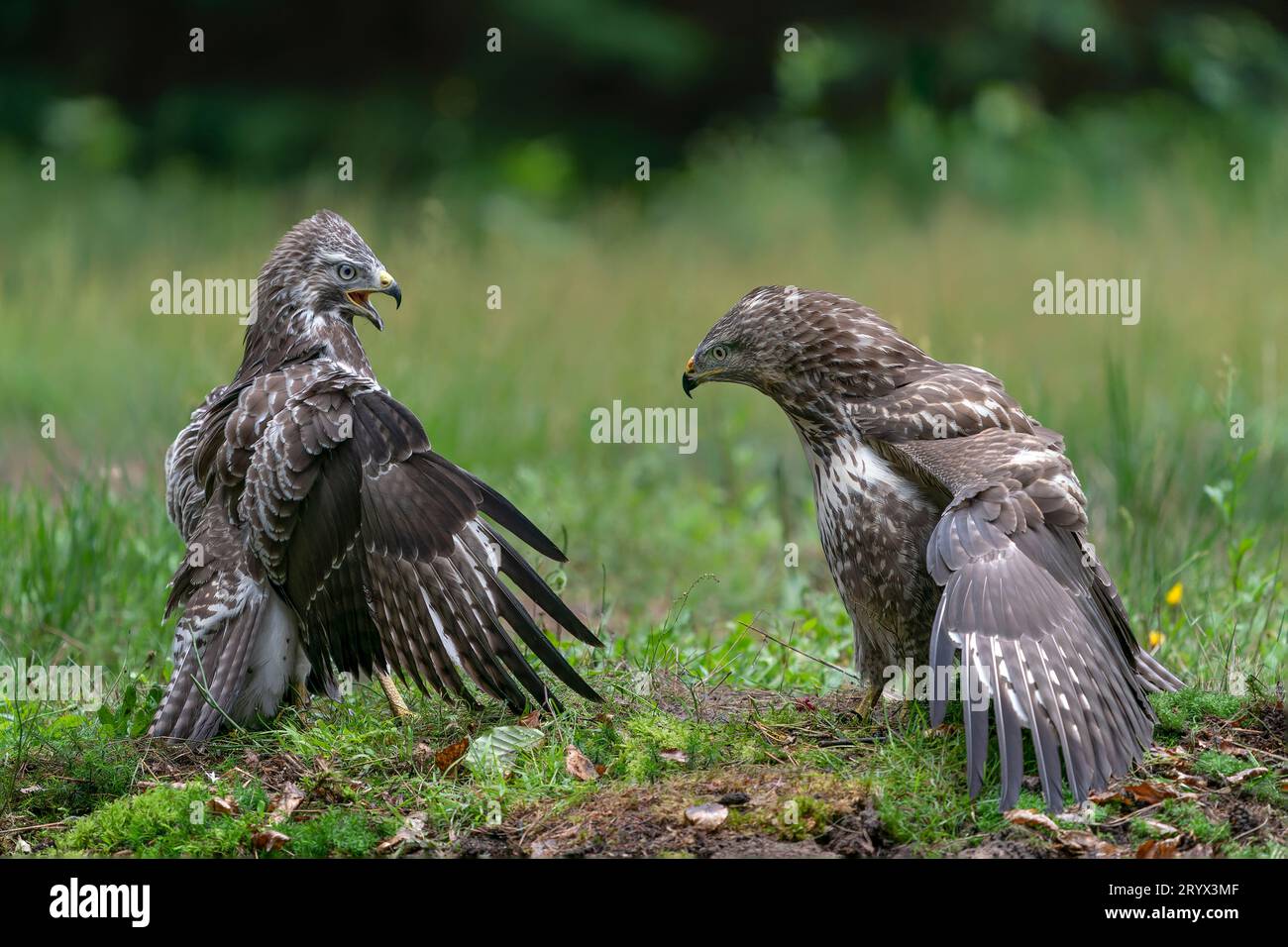 Zwei junge Bussarde (Buteo buteo) im Wald von Noord Brabant in den Niederlanden. Vorderansicht. Die Flügel breiten sich aus. Stockfoto