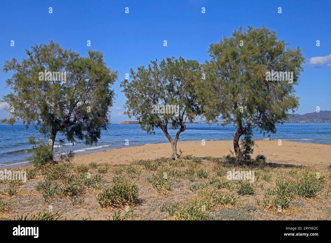 Drei Bäume am Ufer eines einsamen Strandes, mit blauem Himmel und sanftem Meer, Insel Agistri, Saronische Inselgruppe, Griechenland. Vom Mai 2023 Stockfoto