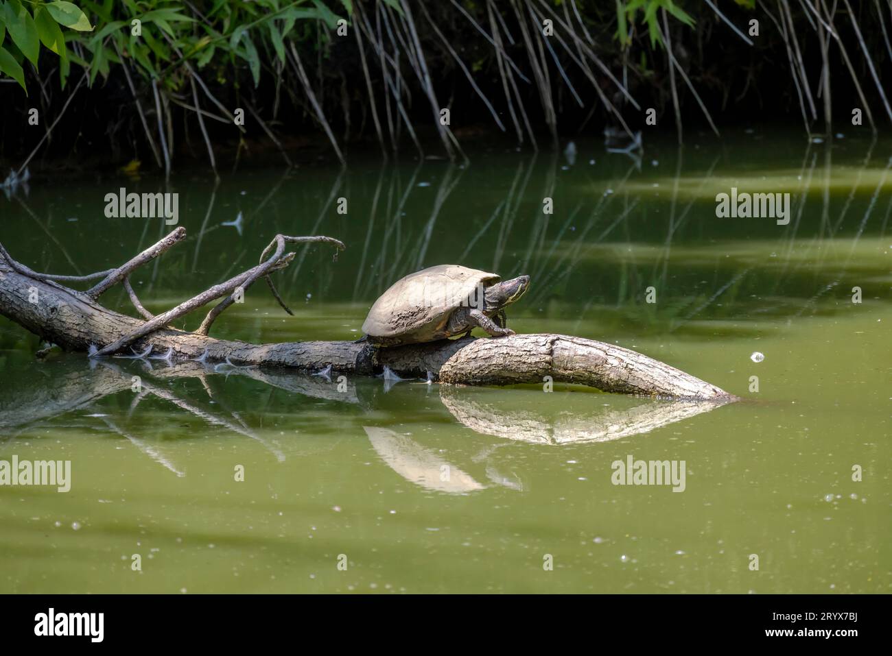 Die Schildkröte am trocknenden Bach. Die malerische Schildkröte (Chrysemys picta) ist die am weitesten verbreitete einheimische Schildkröte Nordamerikas Stockfoto