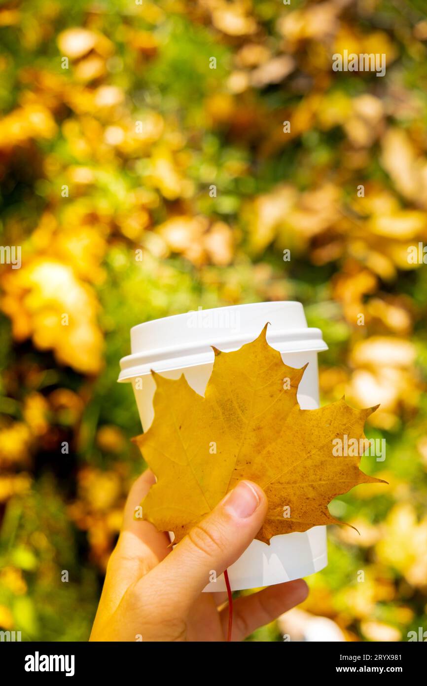 Frau mit Eco Null Abfall weißes Papier Tasse Kopierraum Mockup Herbst herbstliches Ahorngelb Blatt. Tasse Tee Kaffee zum Mitnehmen. Hot Tak Stockfoto