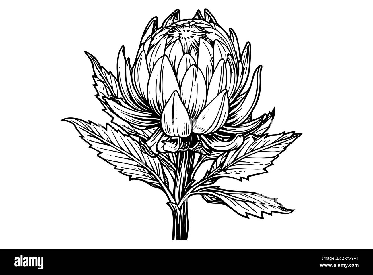 Elegante handgezeichnete Tuscheskizze mit Protea-Blume. Gravurstil Vektorillustration. Stock Vektor