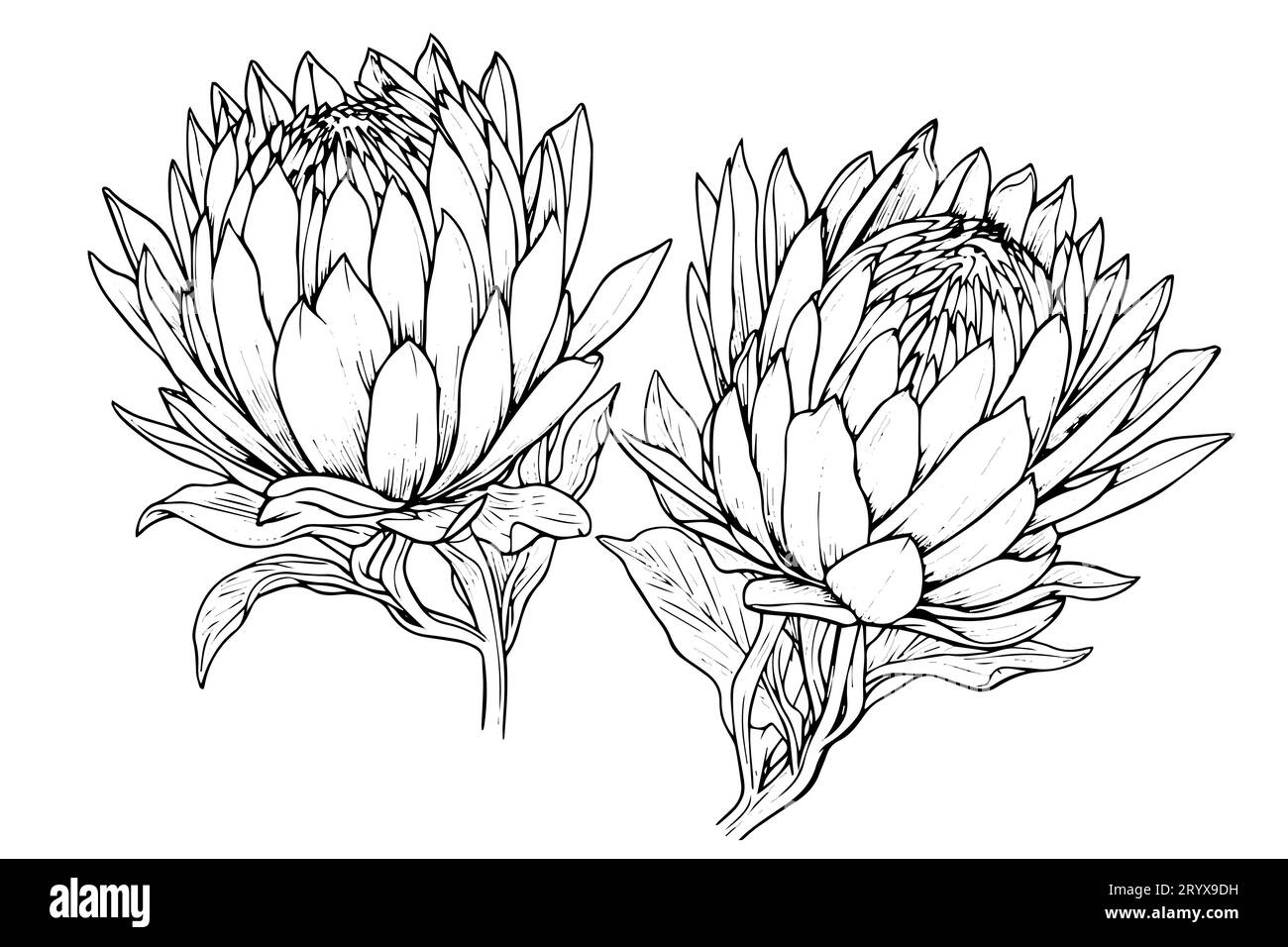 Elegante handgezeichnete Tuscheskizze mit Protea-Blume. Gravurstil Vektorillustration. Stock Vektor