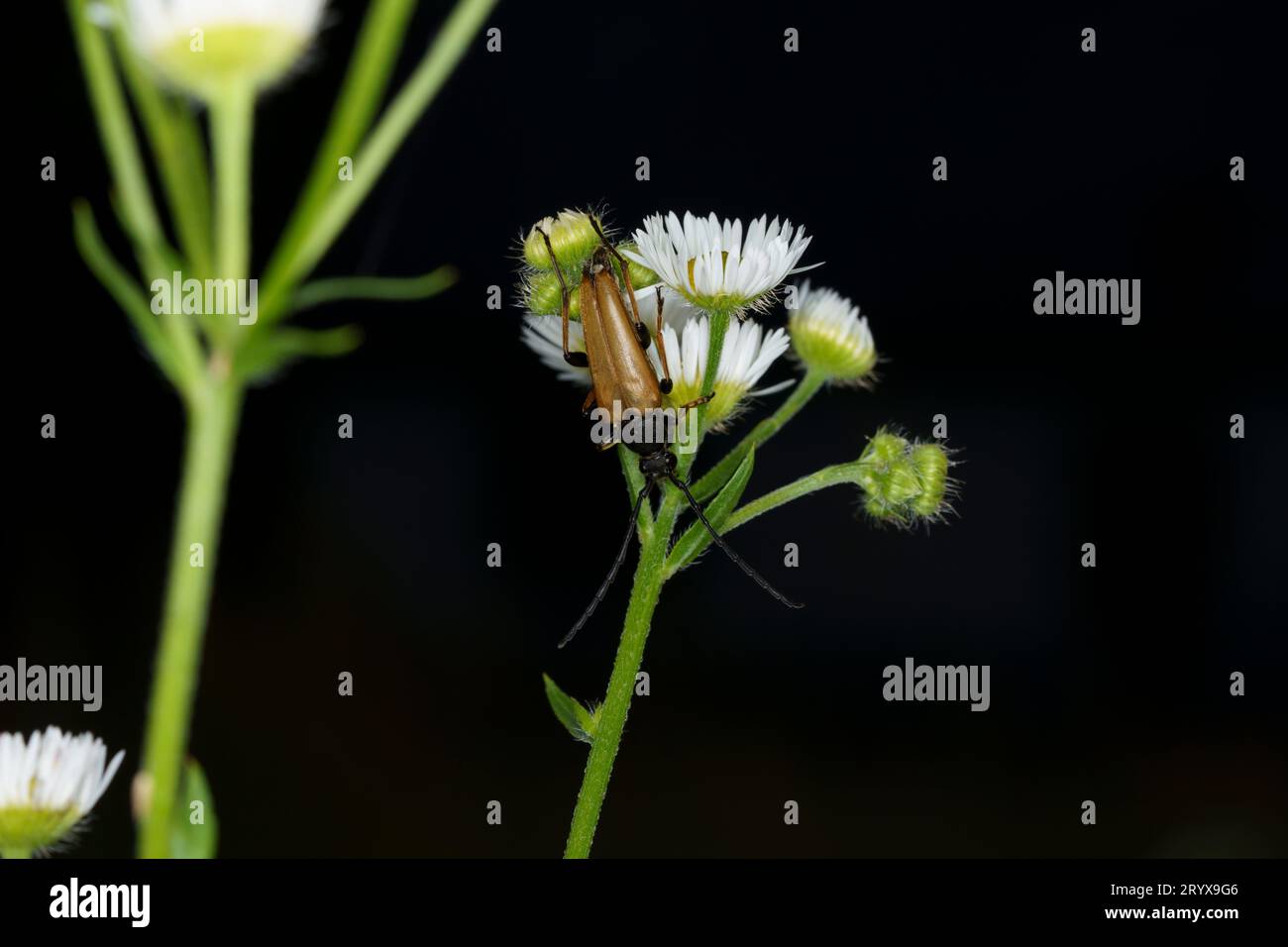 Pseudovadonia livida Familie Cerambycidae Gattung Pseudovadonia Feenring Langhorn Käfer wilde Natur Insektenfotografie, Bild, Tapete Stockfoto