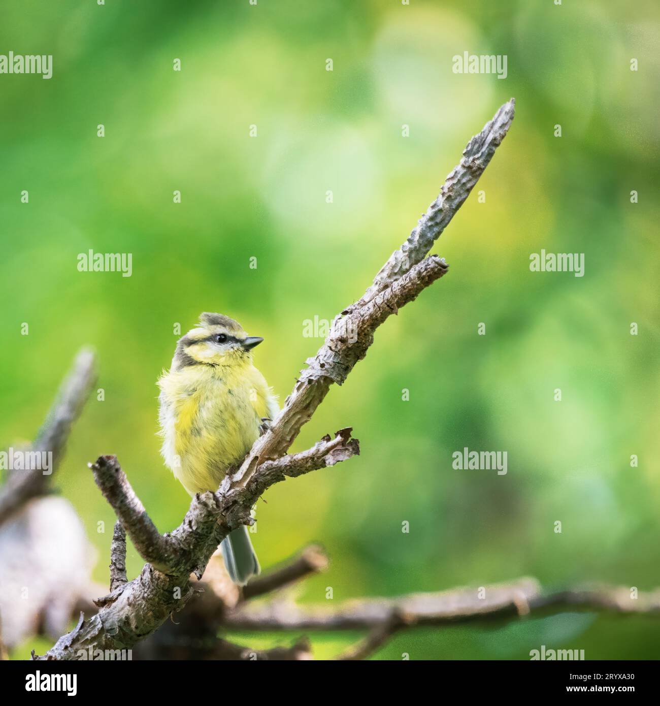 Jugendbluetit an einem Baumzweig Stockfoto