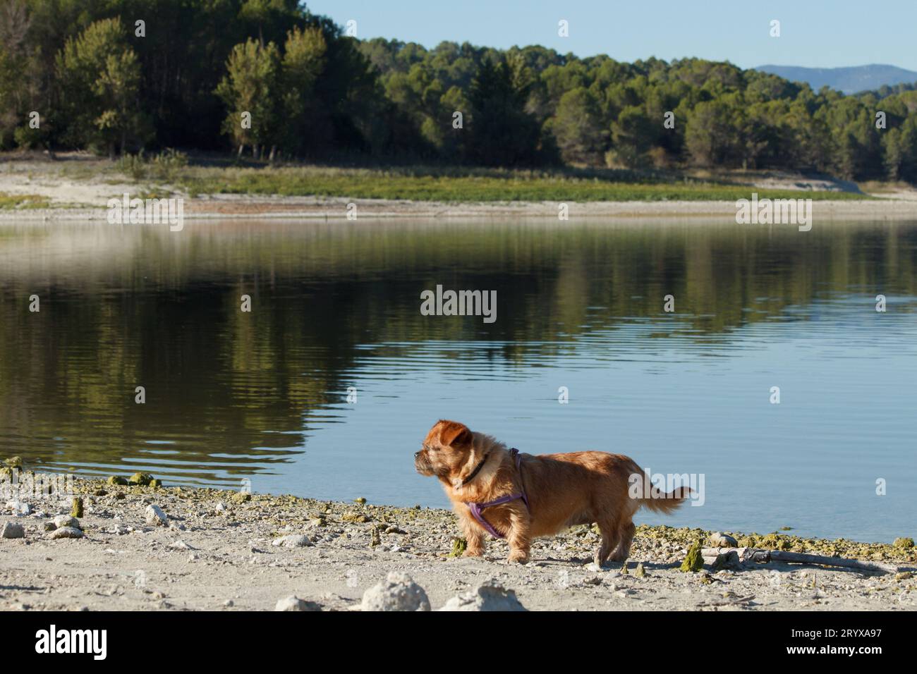 Mein Hund Nami läuft am Ufer des Beniarrs-Stausees, Spanien Stockfoto