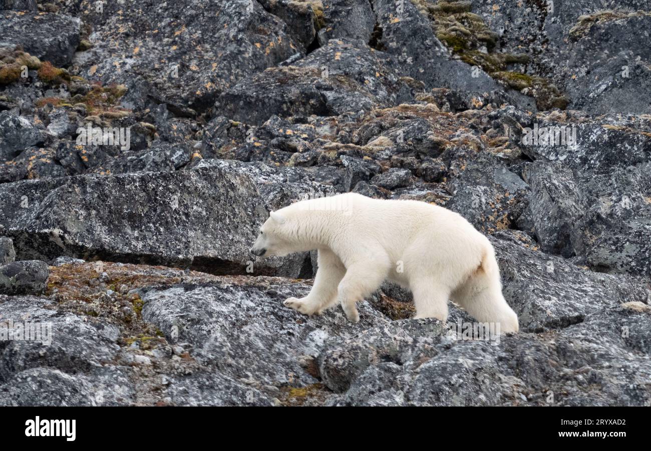 Ein Eisbär spaziert in Spitzbergen, Svalbard Stockfoto