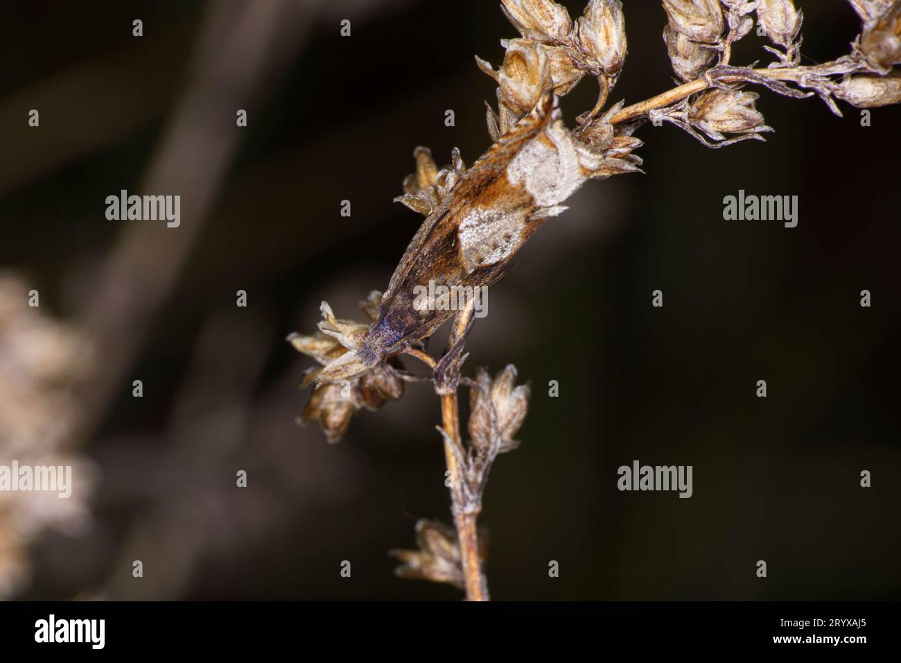 Ancylis uncella Familie Tortricidae Gattung Ancylis Bridge Rollmotte wilde Natur Insektenfotografie, Bild, Tapete Stockfoto