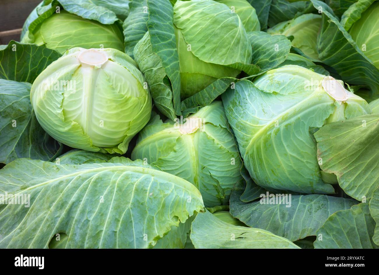 Nahaufnahme von frisch vom Feld geerntetem Bio-Kohl, selektiver Fokus. Stockfoto