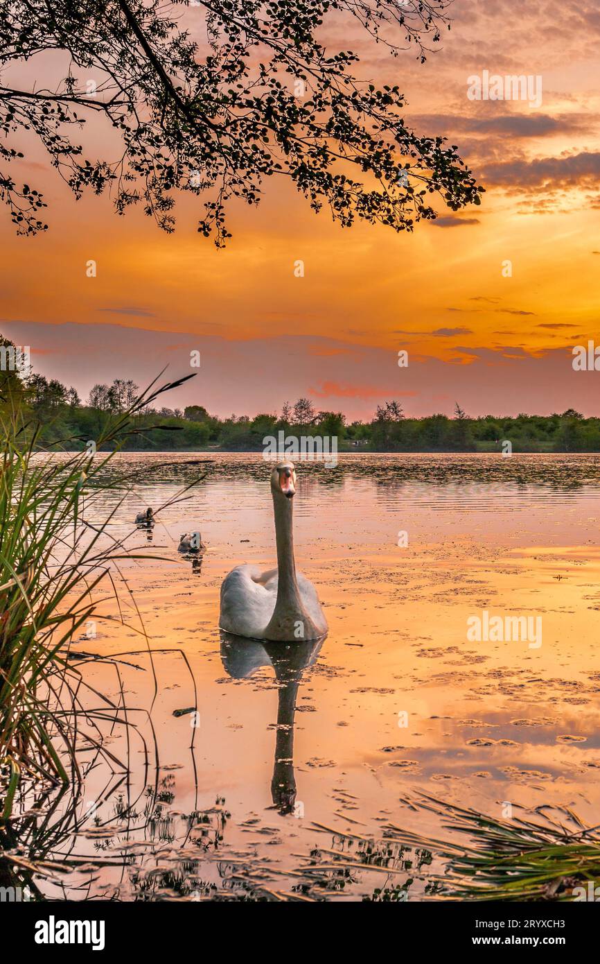 Morning Nature's Marvel: Reflektierende Seenlandschaft bei Sonnenaufgang Stockfoto