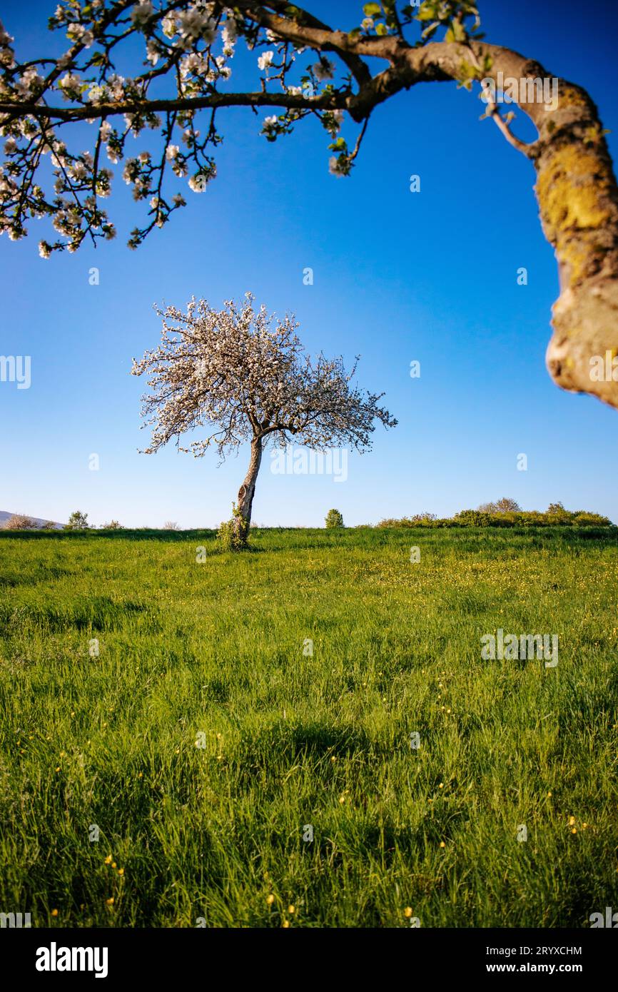Awe-inspirierende Dawn: Den Charme der Natur in Deutschland zu spüren. Stockfoto