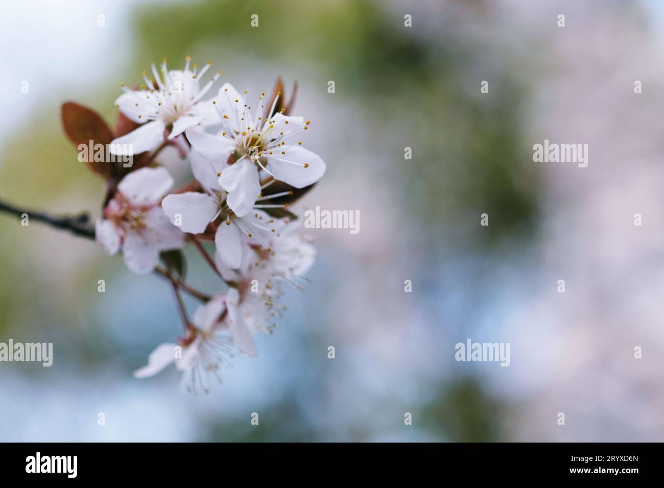 Kirschblüte oder Sakura Blume auf Natur Hintergrund. Stockfoto