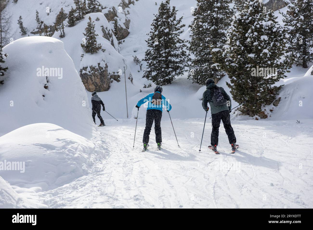 Skifahrer auf der Serpantinpiste unter den Tannen. Hochwertige Fotos Stockfoto