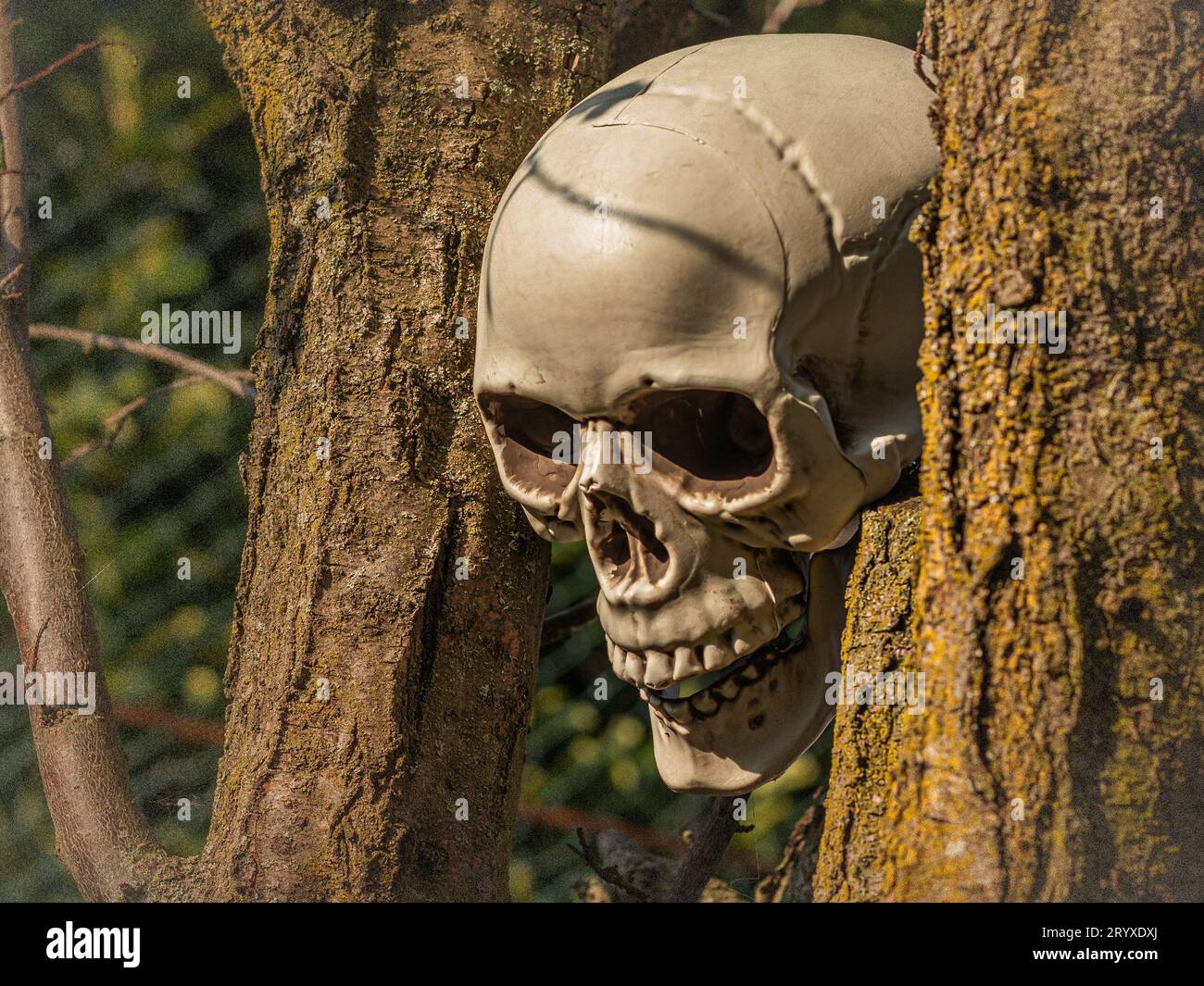 Gruseliges Halloween-Dekor: Plastikschädel in unheimlichem Gras, perfekt für gespenstische Hausatmosphäre Stockfoto