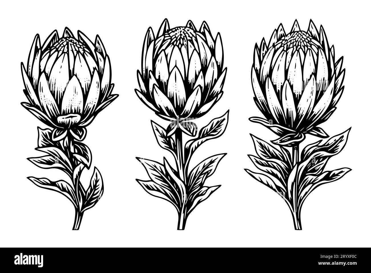 Elegante handgezeichnete Tuscheskizze mit Protea-Blume. Gravurstil Vektorillustration. Stock Vektor