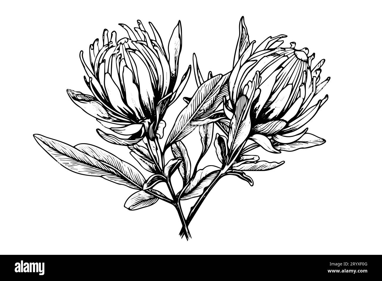 Elegante handgezeichnete Tuscheskizze mit Protea-Blume. Gravurstil Vektorillustration. Stock Vektor
