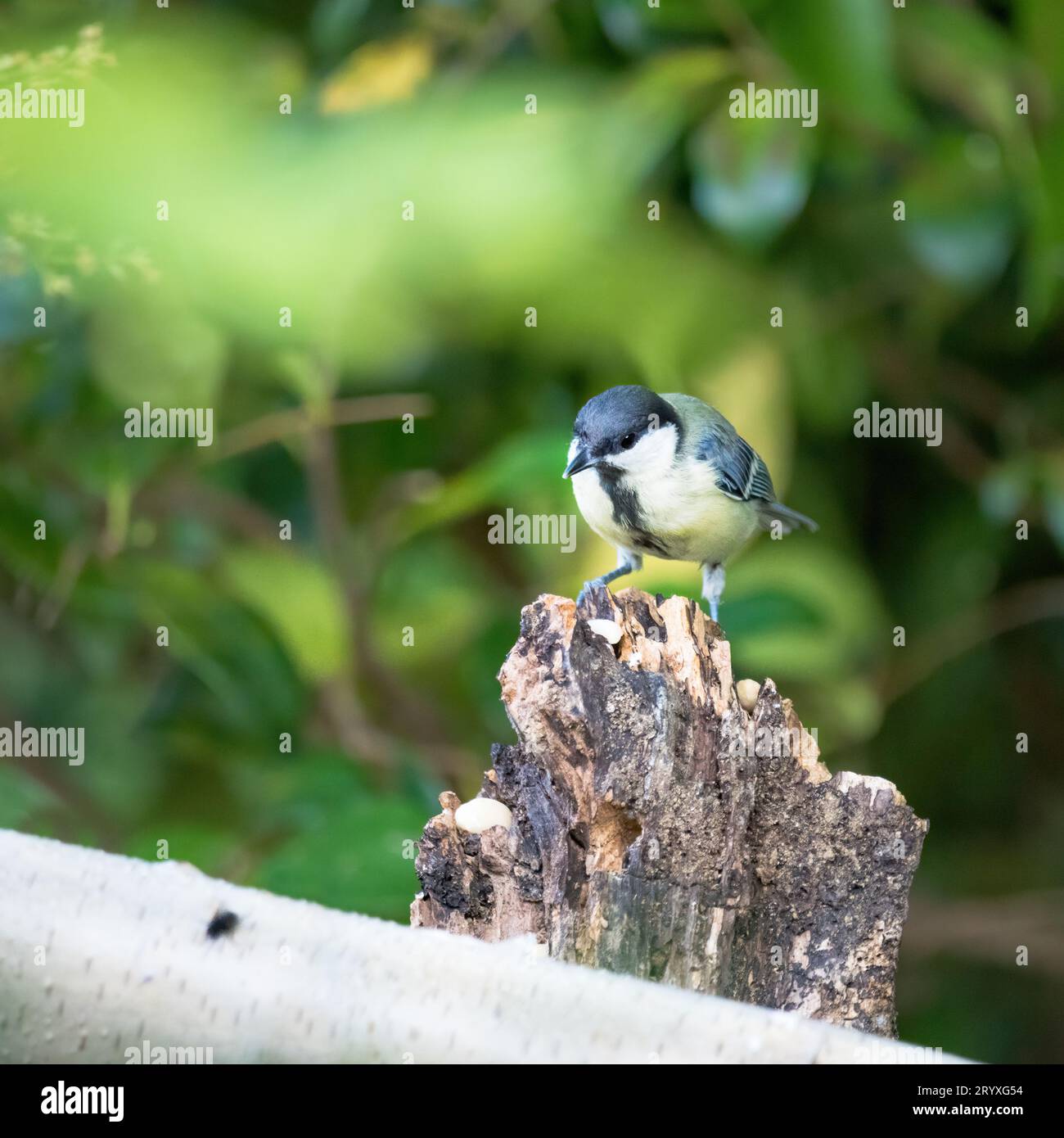 Blaumeise Hat Sein Abendessen Gefleckt Stockfoto