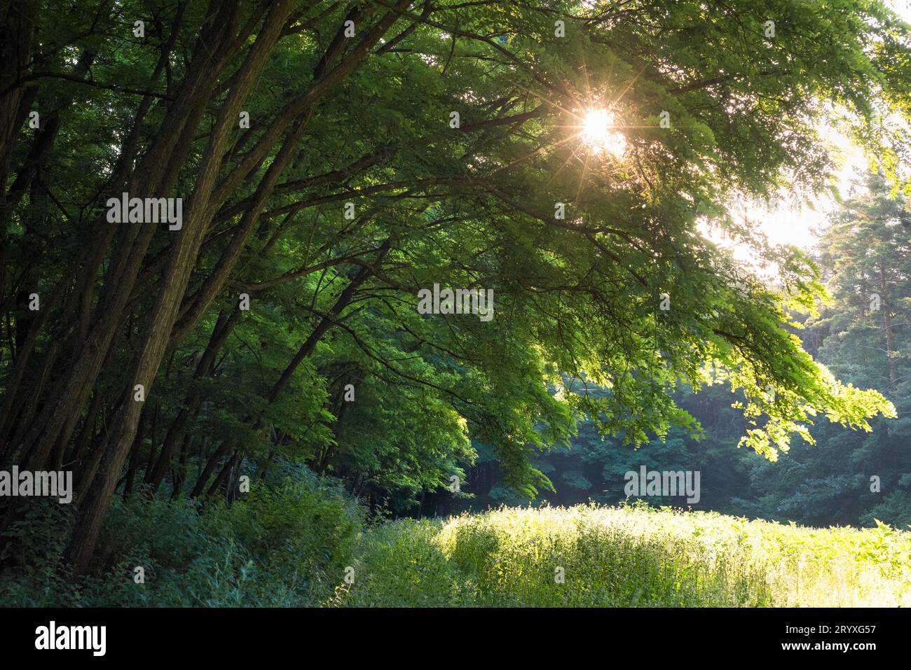 Friedliche und traumhafte Waldlichtung bei Sonnenuntergang - Statischer selektiver Fokus Stockfoto