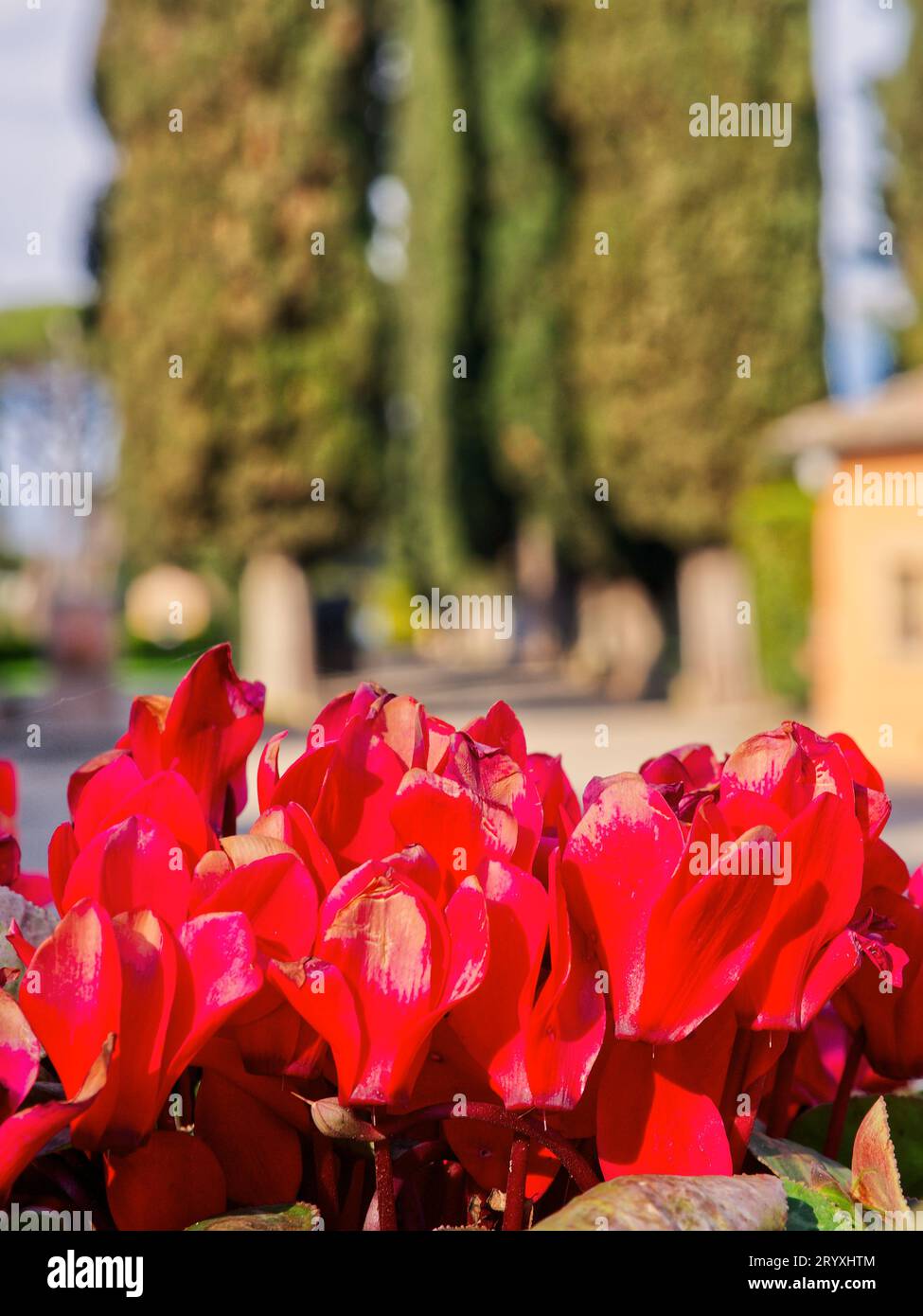 Rote Cyclamen-Blüten in der Frühjahrszeit Stockfoto