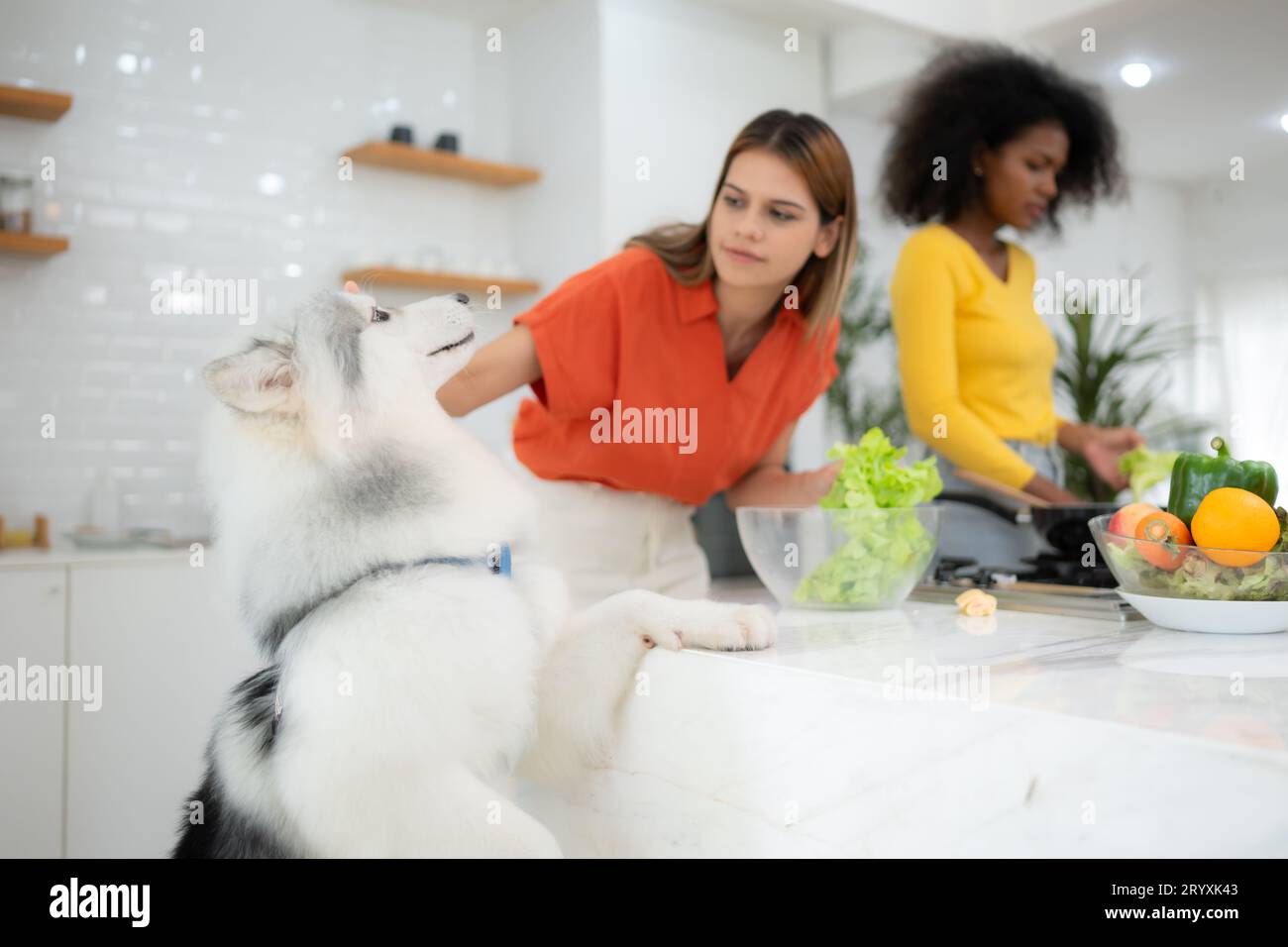 Porträt einer schönen jungen Frau mit ihrem Hund in der Küche Stockfoto