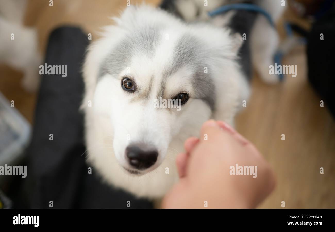 Alaska Malamute Hund im Friseursalon, Nahaufnahme Stockfoto