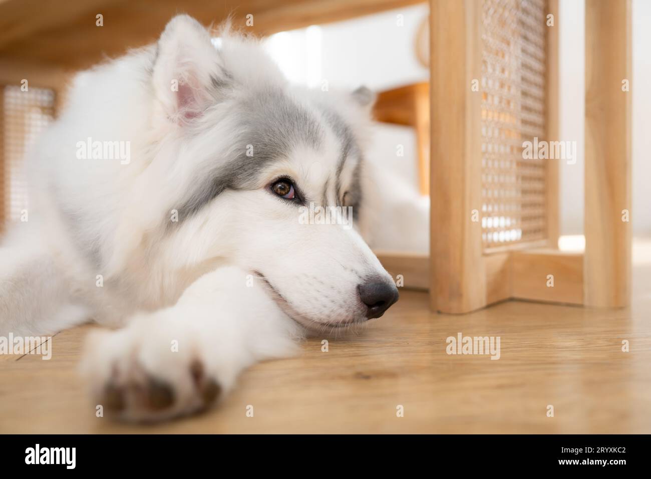 Alaska Malamute Hund im Friseursalon, Nahaufnahme Stockfoto