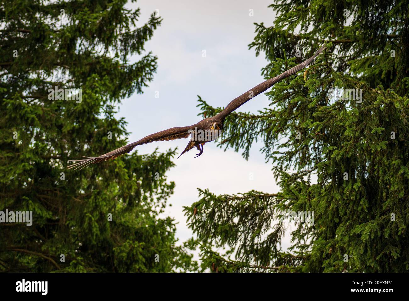 Ein majestätischer Adler im Flug Stockfoto