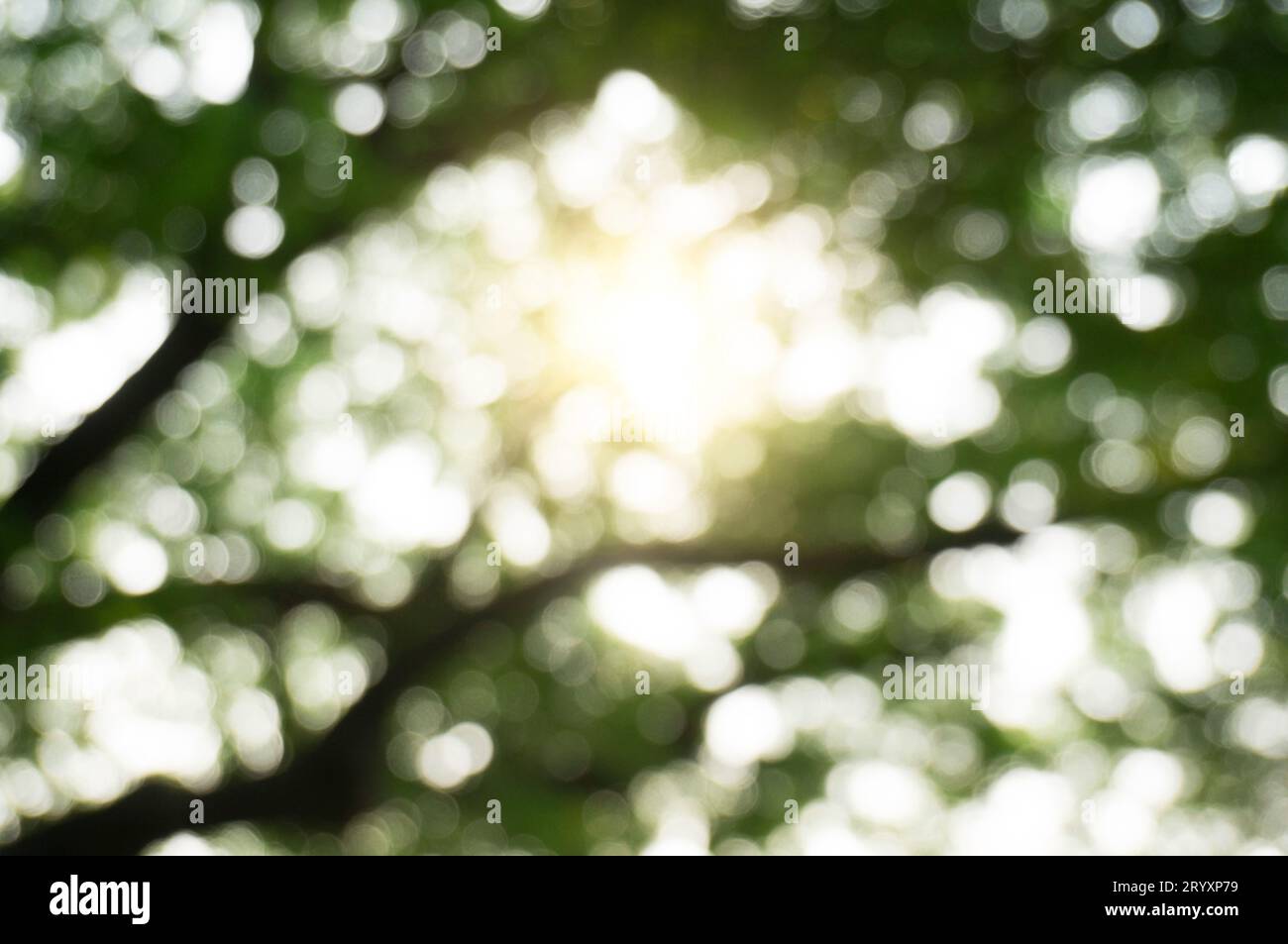 Verschwommene schöne Natur Hintergrund verschwommen von Bokeh Wald Blatt. Garten und Park mit Sonnenlicht, verwenden Sie für Hintergrund Stockfoto