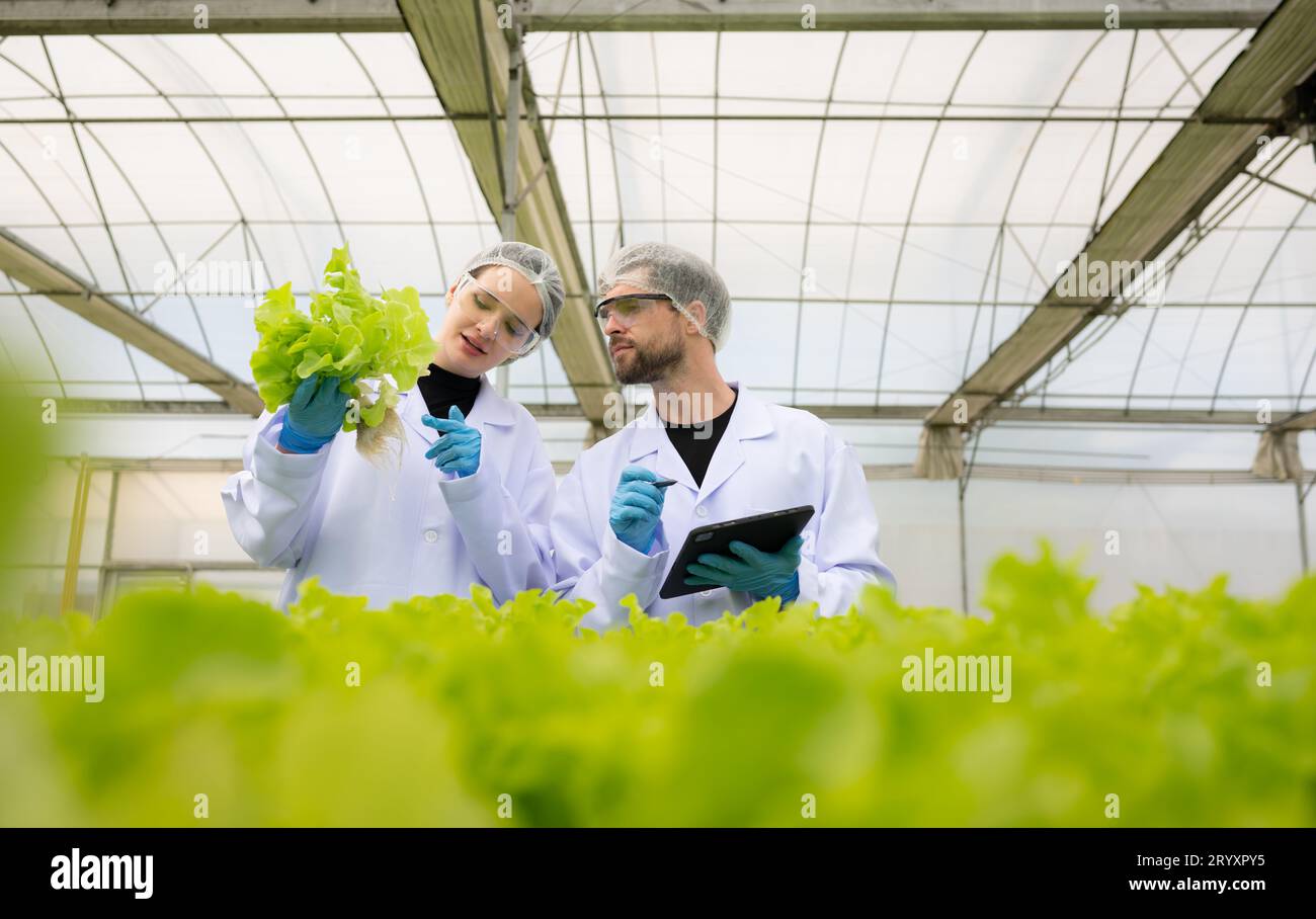 Wissenschaftler betreiben Forschung und Entwicklung zum Anbau von Bio-Gemüse in einem geschlossenen Betrieb. Stockfoto