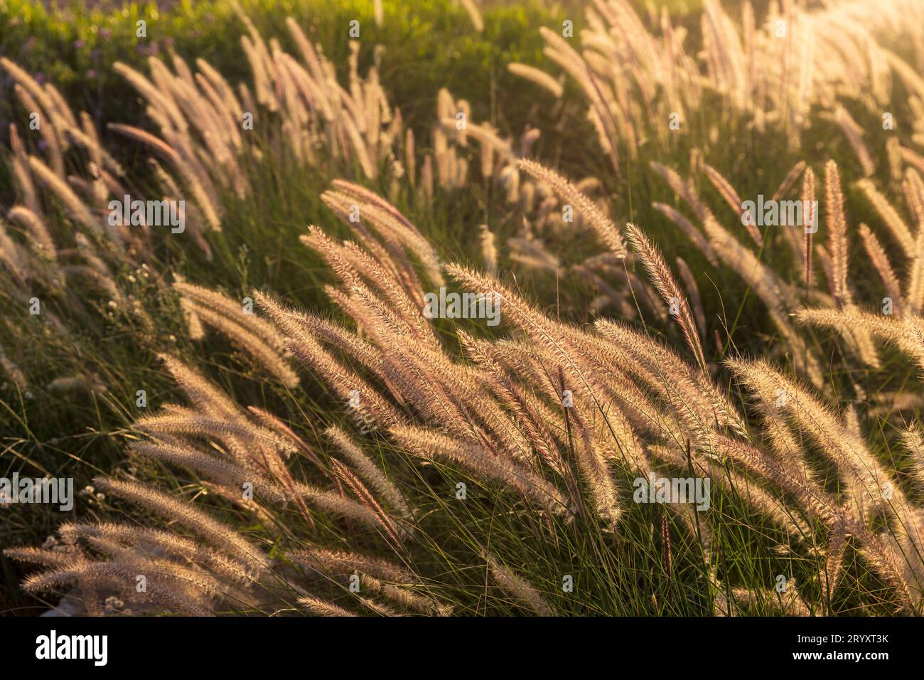 Cenchrus purpureus, Synonym Pennisetum purpureum, auch bekannt als Napier Grass, bei Sonnenuntergang in der Nähe des Mittelmeers. Die Flora Israels. Stockfoto