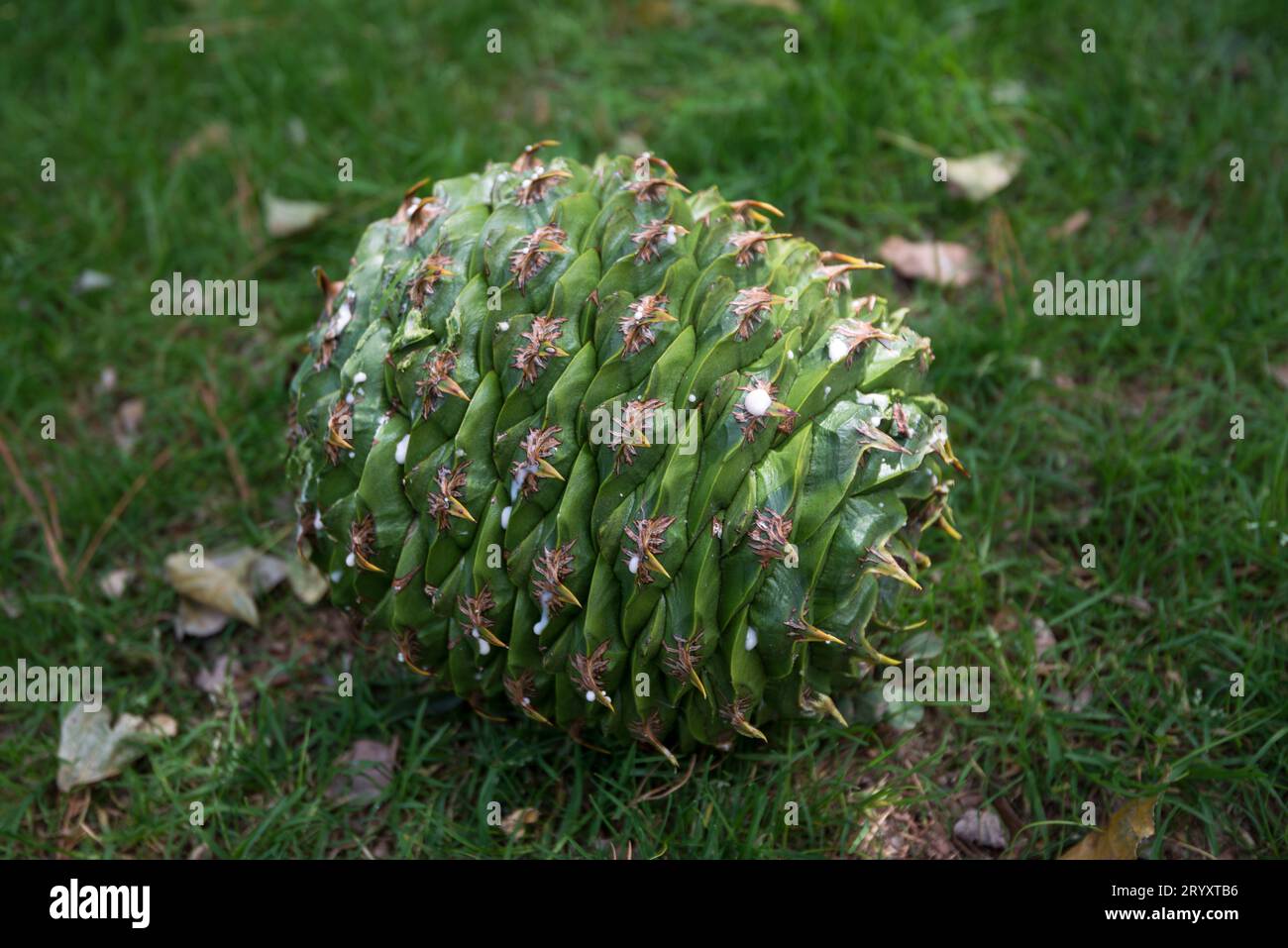Intakter grüner Bunya-Kiefernkegel, der im Gras liegt, nachdem er vom Baum gefallen ist Stockfoto
